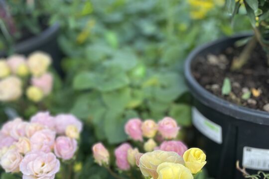 IMG_E1638.jpg