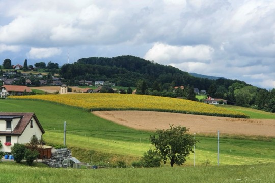 Feld