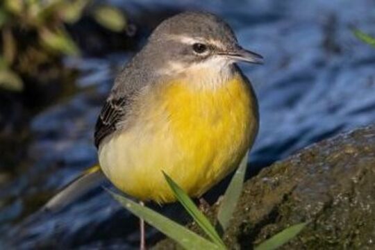 2025_12_07 ornithologischer Morgenspaziergang.jpg