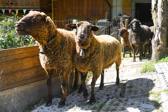 Schafe draussen