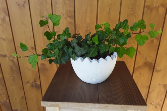 20200805_094714.jpg