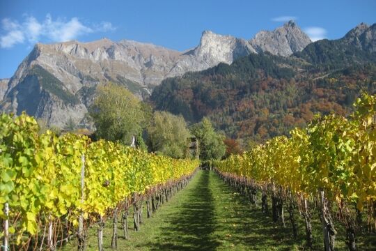 002 Weingut B&uuml;ndte-Mainefeld - 6x7.jpg