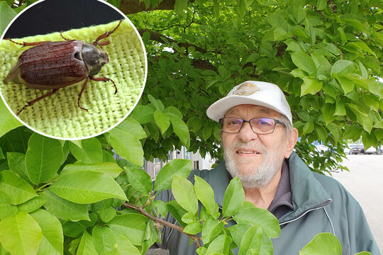 Bild Erinnerungen an den ungeliebten Klassiker 