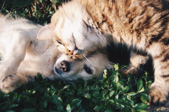 friends-1149841_1920