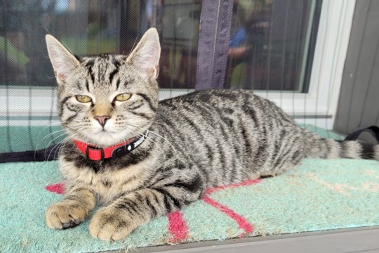 Katze Niederhünigen