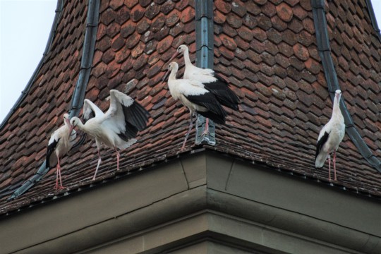 ROB_4438 Storch5