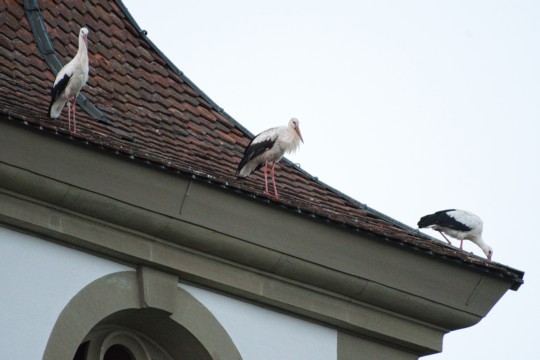ROB_4446 Storch3