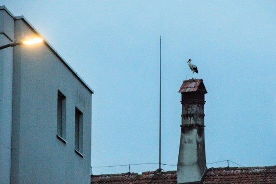 ROB_4465 Storch Dach