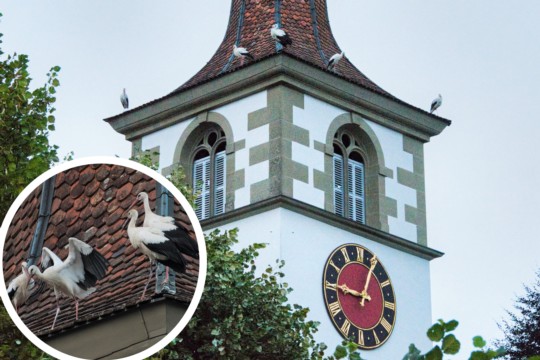 Störche Worb