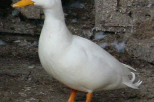 7e8df2df65c7a09748da14fd23da6429.jpg
