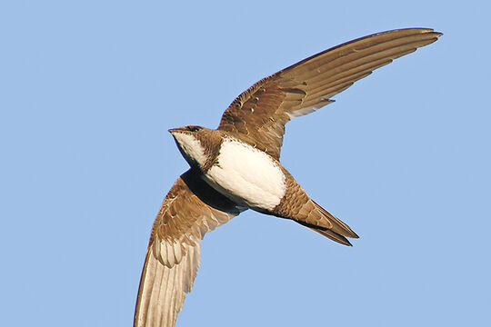 Alpensegler © Ruedi Aeschlimann