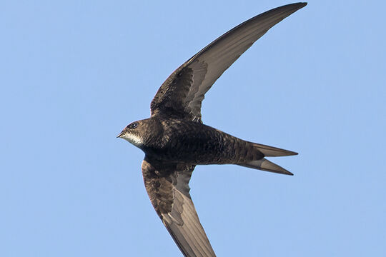 Mauersegler © Stefan Rieben