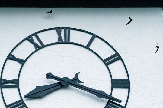 _ROB5905 Alpensegler