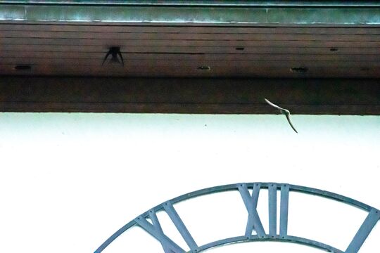 _ROB5705 Alpensegler