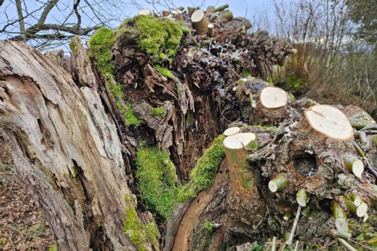 alte-geschnittene-kopfweide