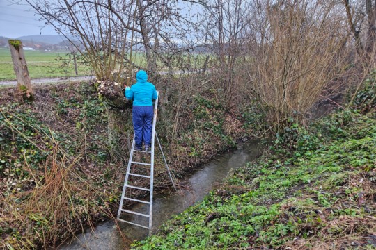 kopfweidenschnitt