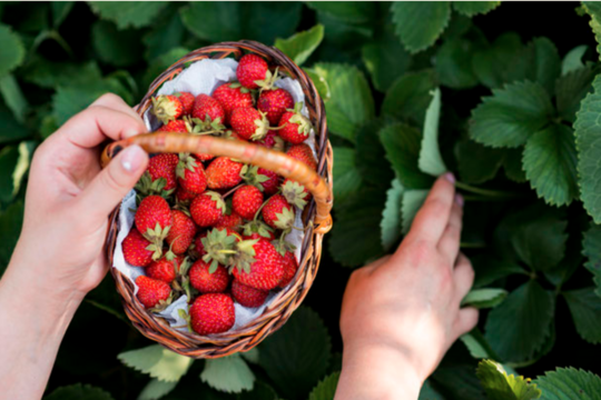 Erdbeeren selbst pfluecken