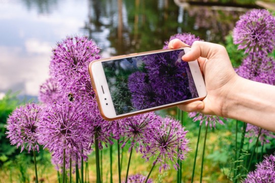 allium-5797072_1280