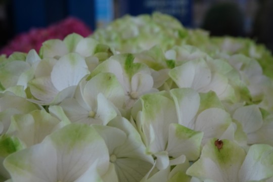 DSC04240