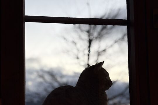 IMG_8353.jpeg