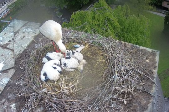 Storch2