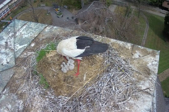 Storch3