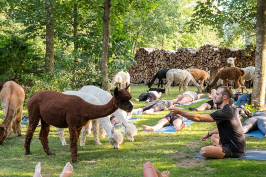 Lars EKM beim Alpakayoga.png