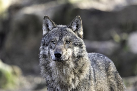 wolf-5360340_1920