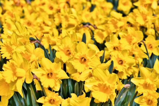 narcissus-4116326_1920.jpg