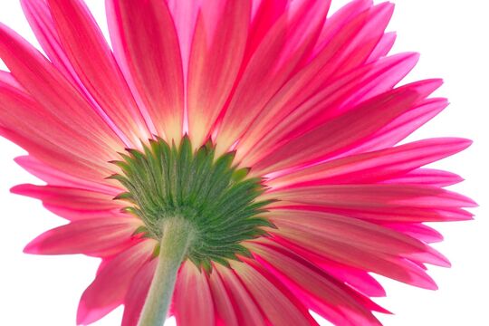 Gerbera.jpg