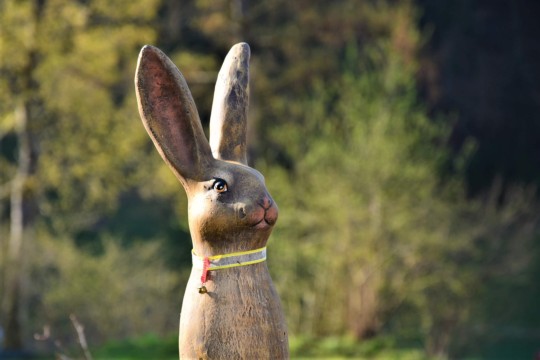 Hase