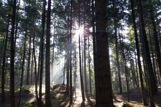 wood-1753825_1920