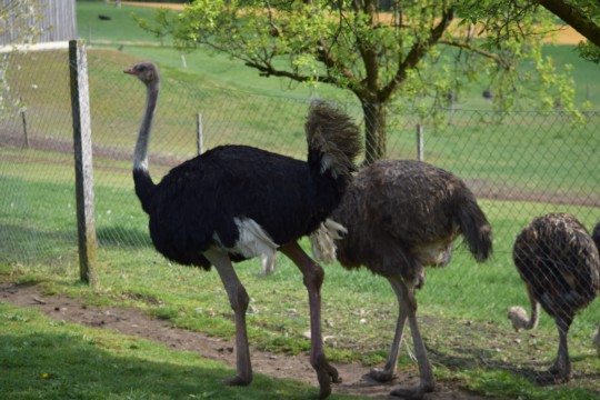 DSC_0731.jpg