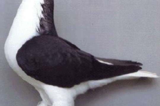 92ddf80e53cc76ffeed741669836610d.jpg