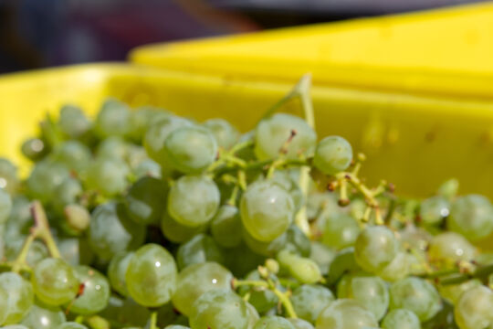 Winzerfest 2023_025.jpg