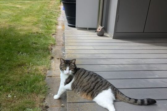 Kater Lui.jpg