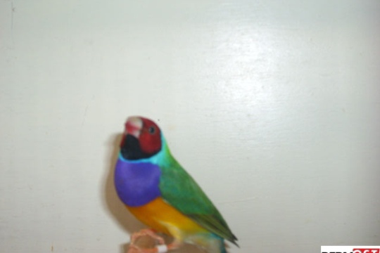 9e5028babed1caf37688f1425106fbf8.jpg