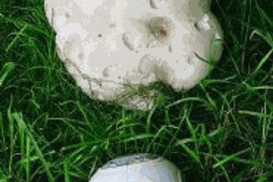 9ede741560373f1d4cf43a9f21192ef9.gif