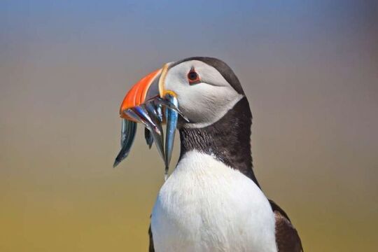Papageientaucher-Puffin-Wildtiere-in-Island-entdecken-mit-Nordic-Skandinavien-Spezialist.jpg