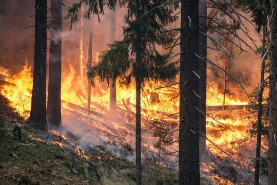forest-fire-2268725_1280
