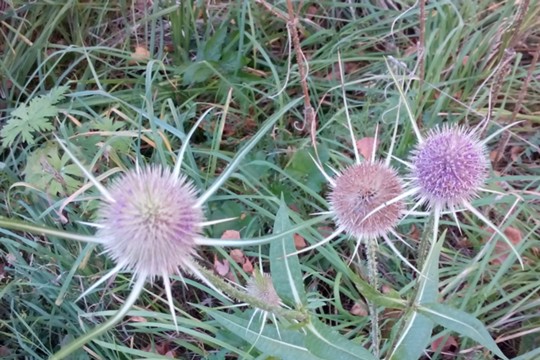 Bild Stachelblumen.jpg