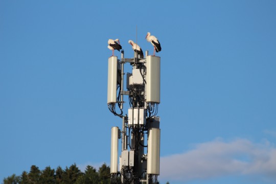 Storch1