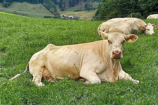 Kuh Auro