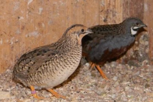 Chinesische Zwergwachtel wildfarbig