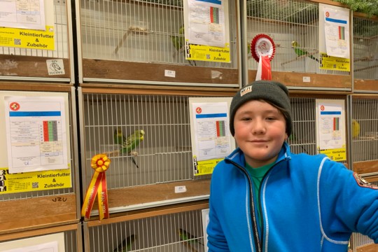 Rico Bieri mit seinen grünen Farbwellensittichen Berner Meister