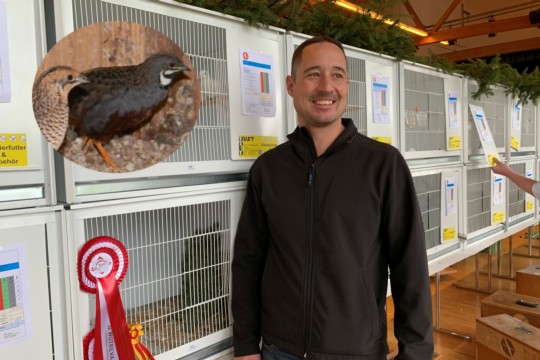 Schweizermeister Markus Bieri mit seinen Chinesischen Zwergwachteln