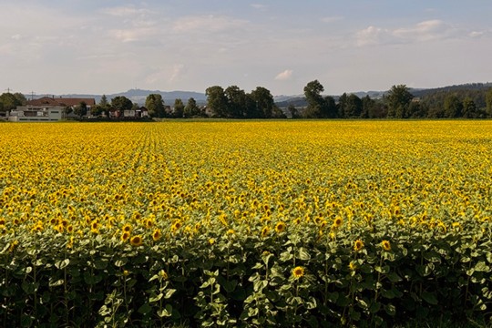 Frühchen1