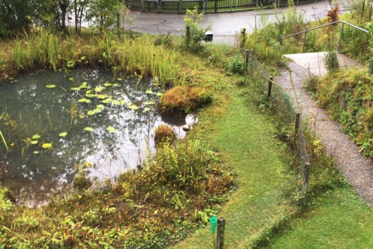 Teich (2)
