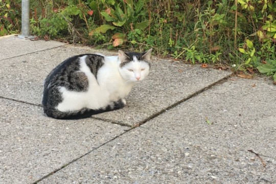 Katze (2)