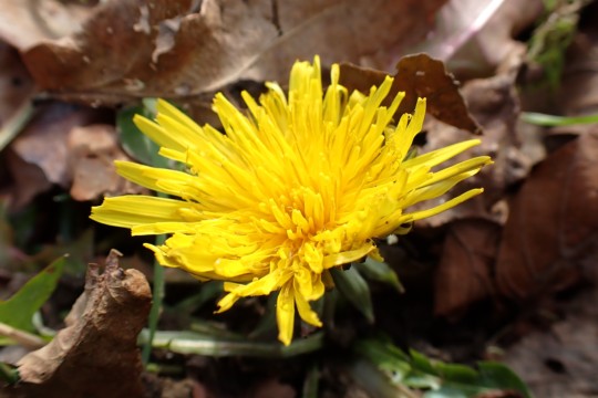 Bild Leserbild: Söiblume zum Winteranfang